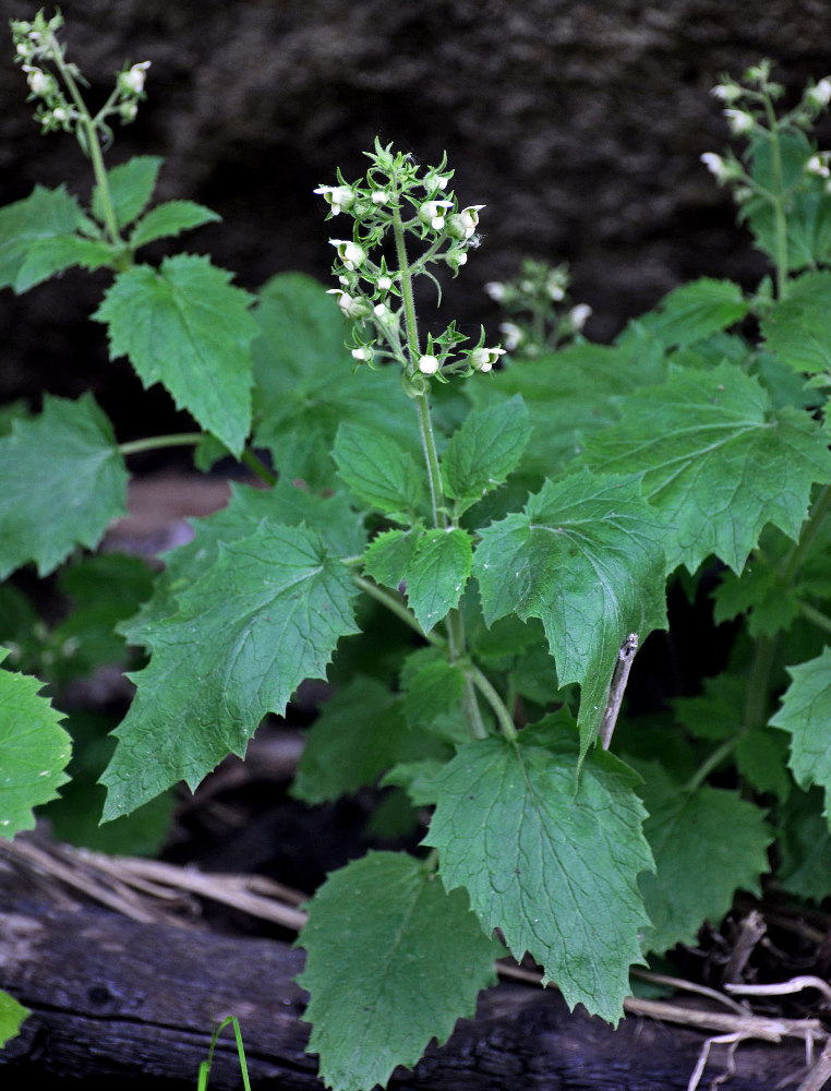 Изображение особи Scrophularia altaica.