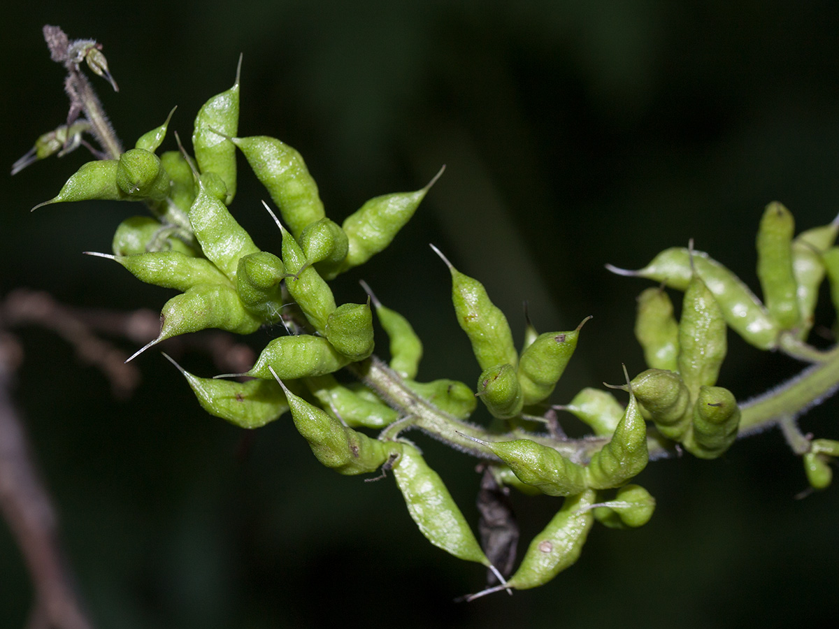 Image of Aconitum septentrionale specimen.