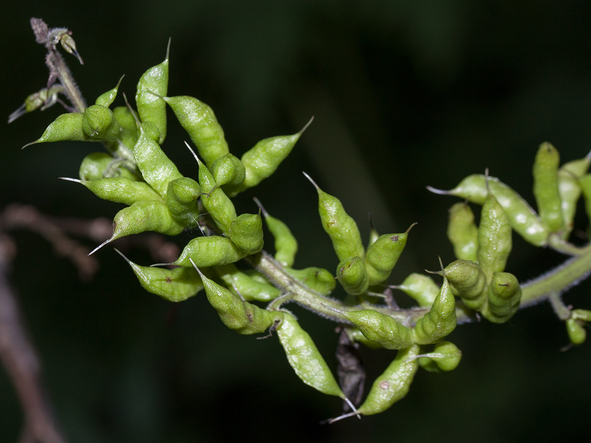 Изображение особи Aconitum septentrionale.