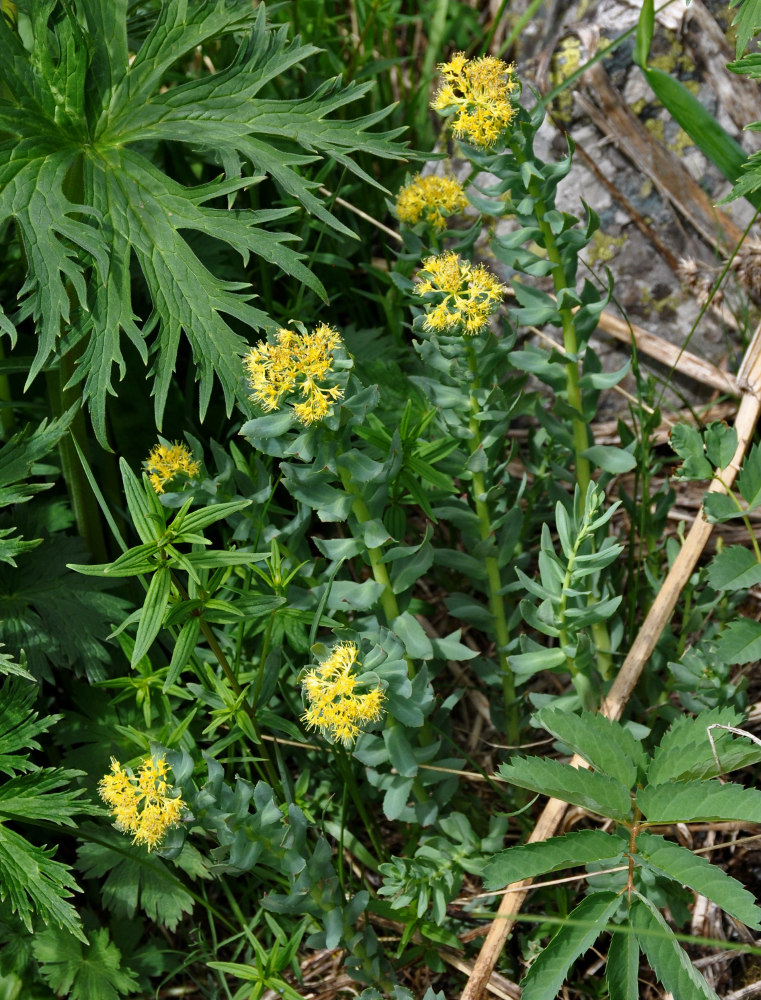 Изображение особи Rhodiola rosea.