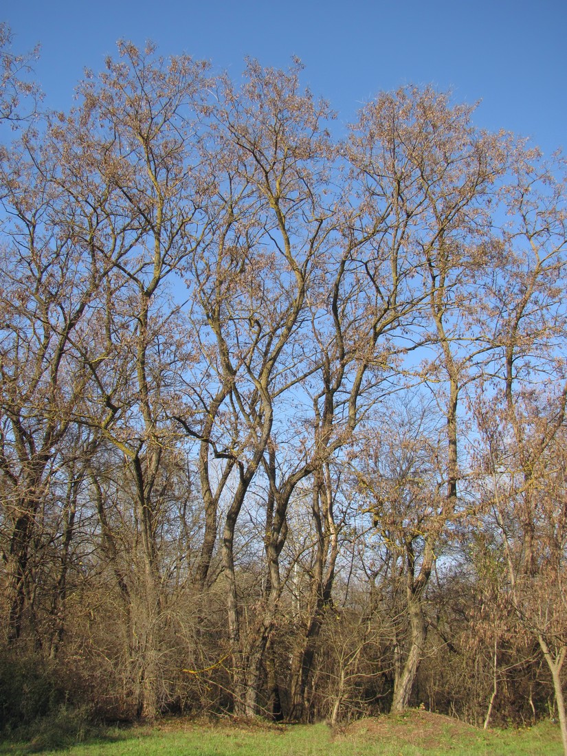 Image of Robinia pseudoacacia specimen.