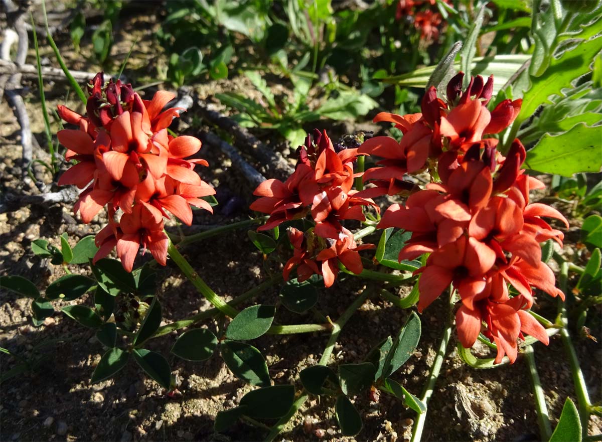 Image of Indigofera procumbens specimen.
