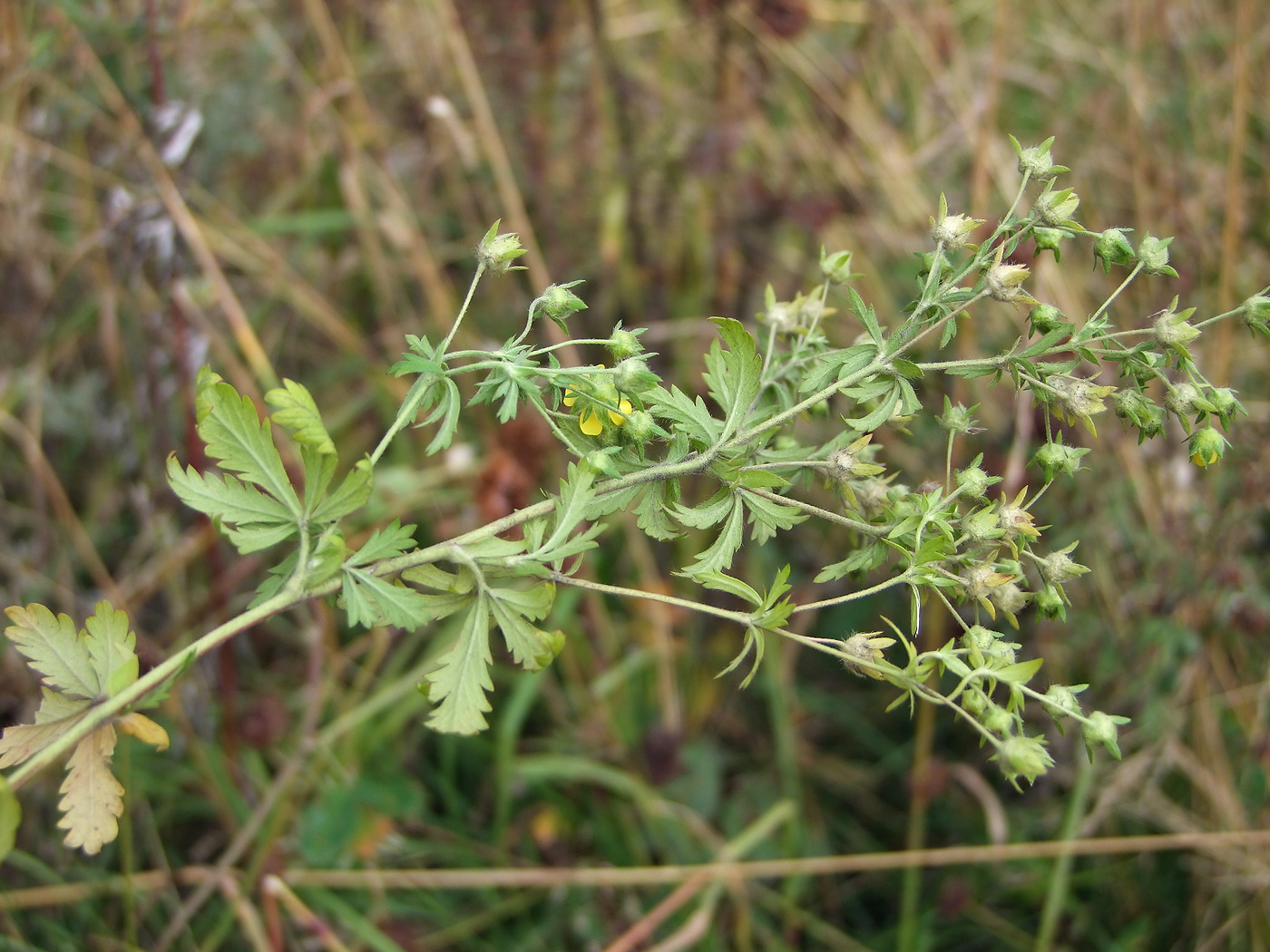 Image of Potentilla intermedia specimen.