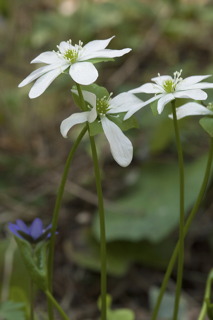 Изображение особи Hepatica nobilis.