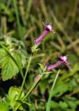 Silene aegyptiaca. Верхушки побегов с цветками. Израиль, горный массив Хермон, мошав Неве Атив, среди травы, сорное. 02.02.2019.