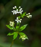 genus Galium. Верхушка цветущего растения с цветками и бутонами. Пермский край, Добрянский р-н, Вильвенское сельское поселение, окр. дер. Боковая, долина р. Вильва, разнотравный луг. 23 июля 2018 г.