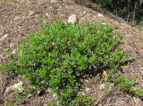 Arctostaphylos uva-ursi. Вегетирующее растение. Архангельская обл., Вельский р-н, бор. 01.07.2011.