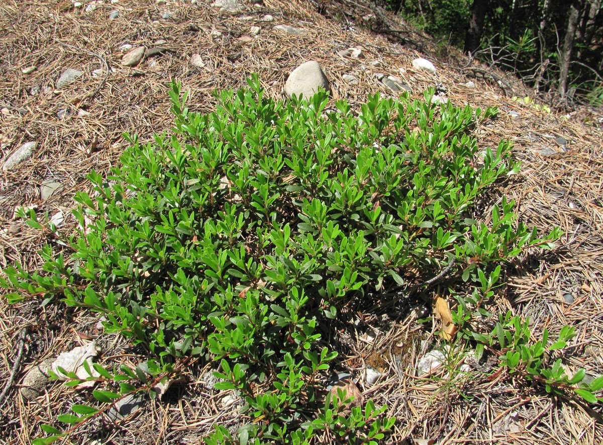 Image of Arctostaphylos uva-ursi specimen.