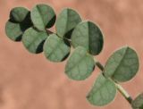Image of taxon representative. Author is Тулкин Тиллаев