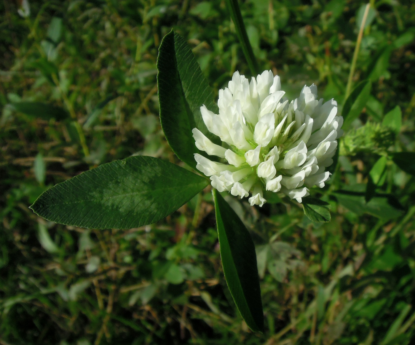 Image of Trifolium pratense specimen.