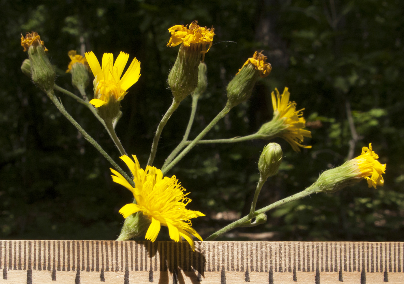 Изображение особи Hieracium scabiosum.