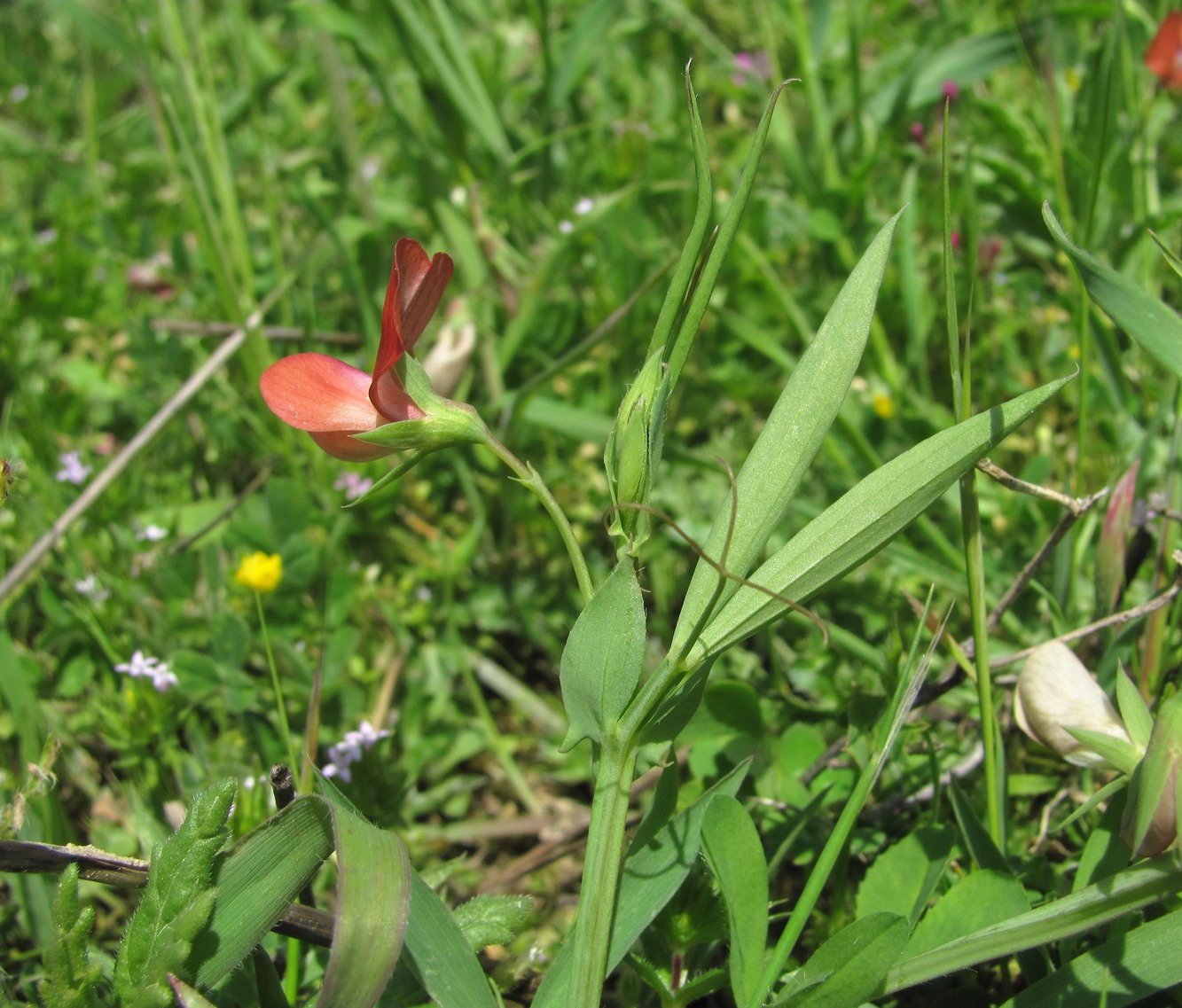 Изображение особи Lathyrus cicera.