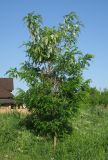 Robinia pseudoacacia