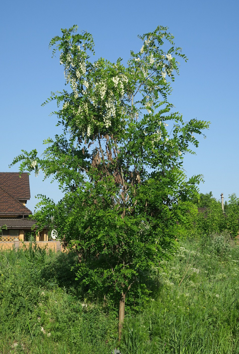 Изображение особи Robinia pseudoacacia.