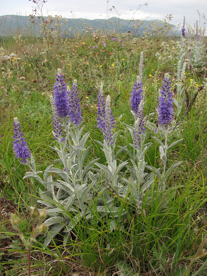 Image of Veronica hololeuca specimen.