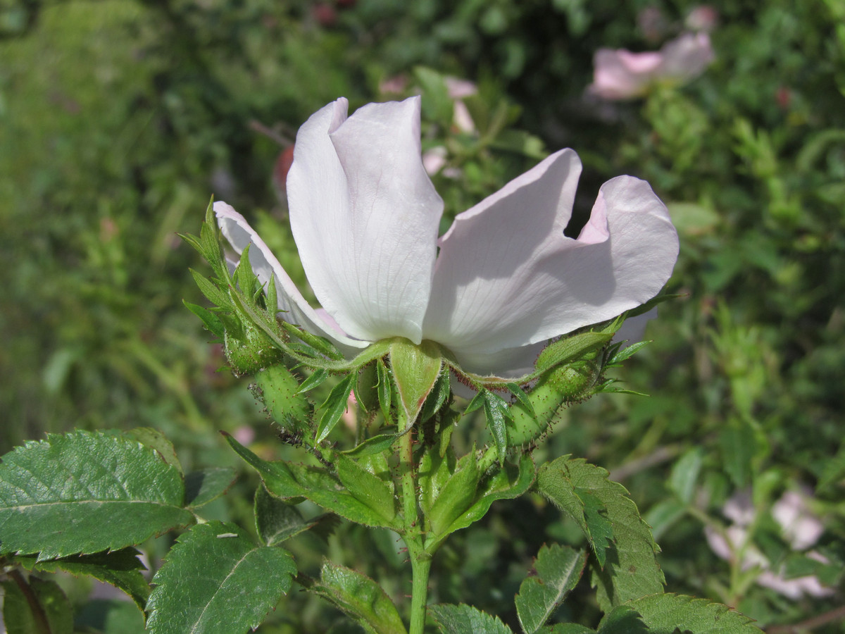 Image of Rosa andegavensis specimen.