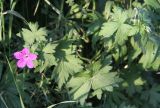 Geranium palustre