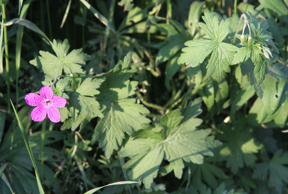 Image of Geranium palustre specimen.