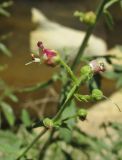 Scrophularia rupestris. Верхушка соцветия. Дагестан, Кумторкалинский р-н, хр. Нарат-Тюбе, выходы скал. 31 мая 2019 г.