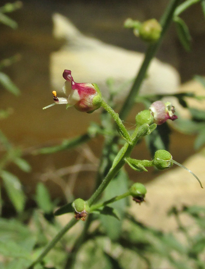 Изображение особи Scrophularia rupestris.