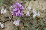 Astragalus subuliformis. Верхушки цветущих побегов. Крым, окр. пос. Коктебель, приморский склон. 02.05.2019.