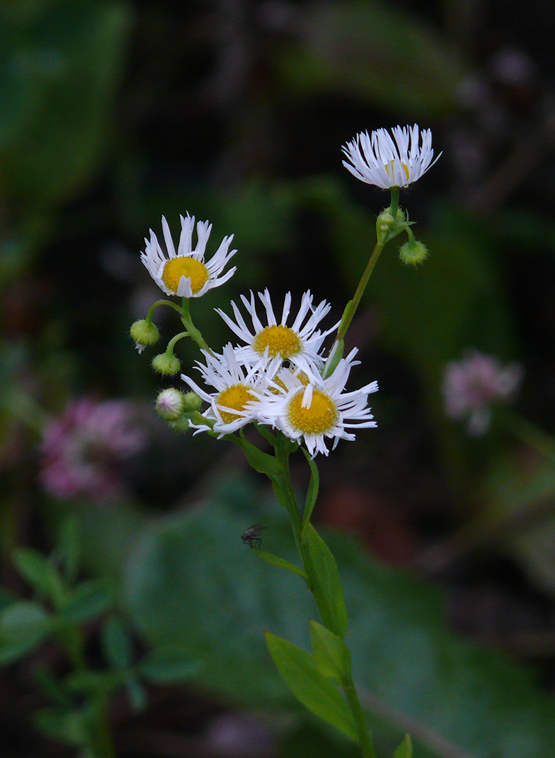 Изображение особи Erigeron annuus.