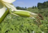 Lilium kesselringianum