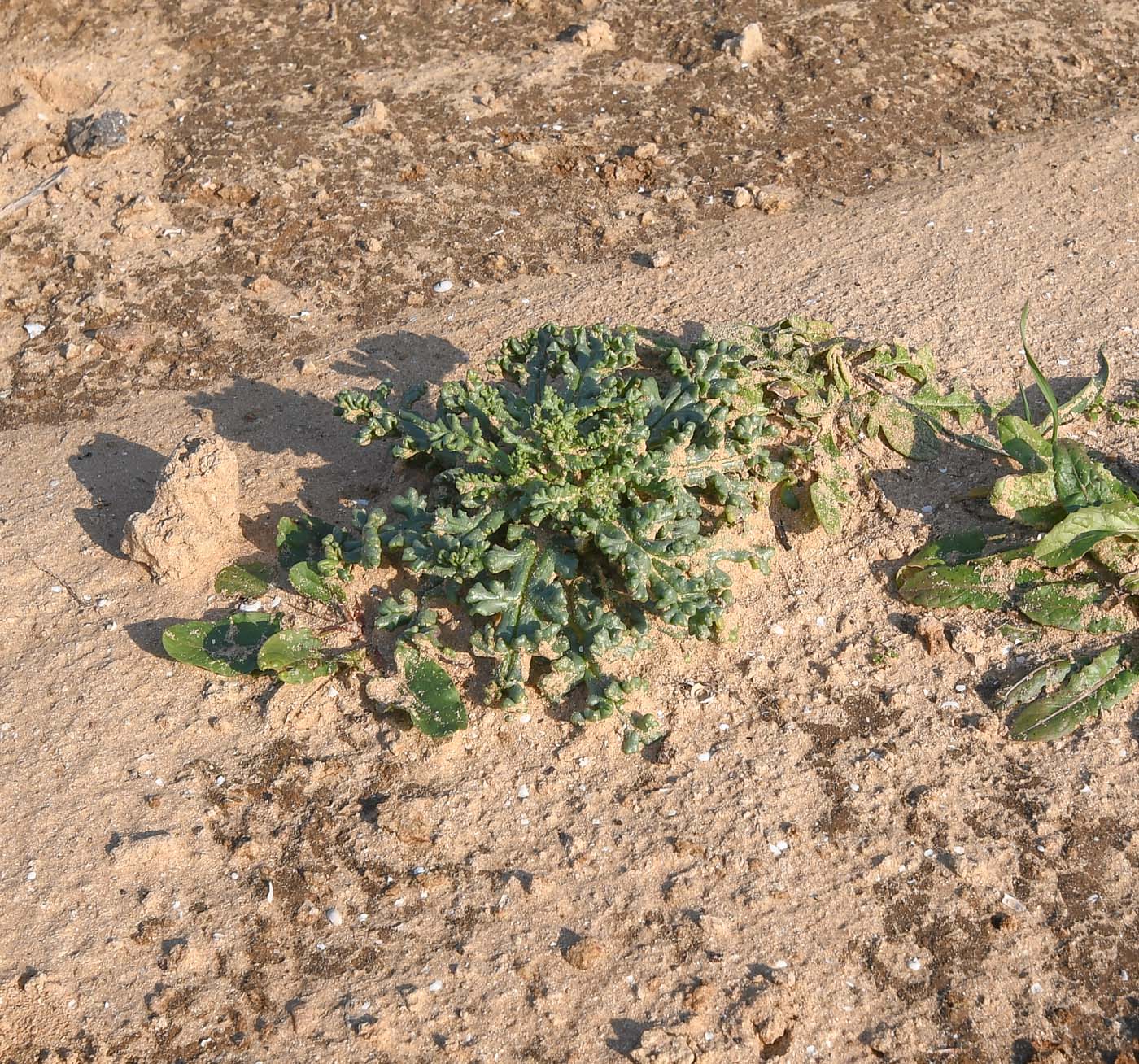 Изображение особи Senecio glaucus.