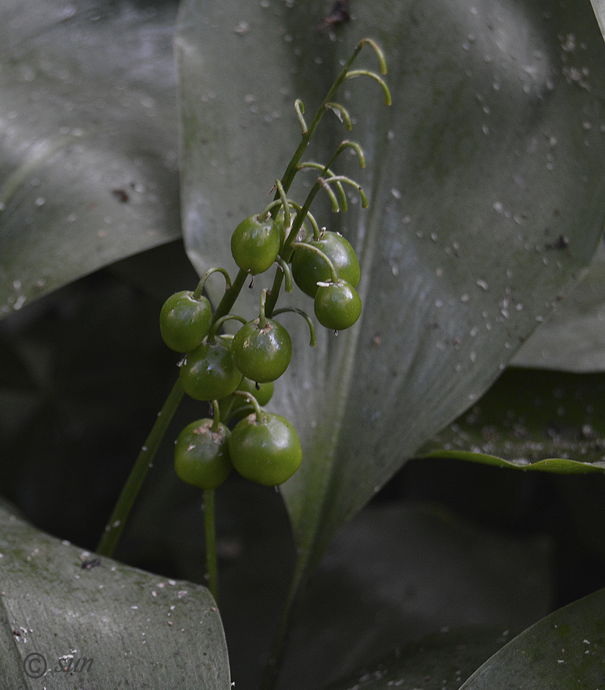 Изображение особи Convallaria majalis.