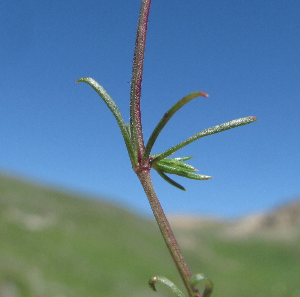 Изображение особи род Asperula.