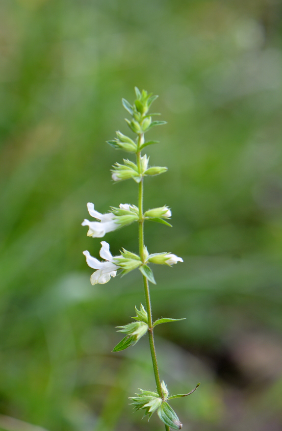 Image of Stachys annua specimen.