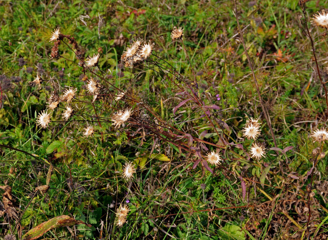 Изображение особи Centaurea scabiosa.