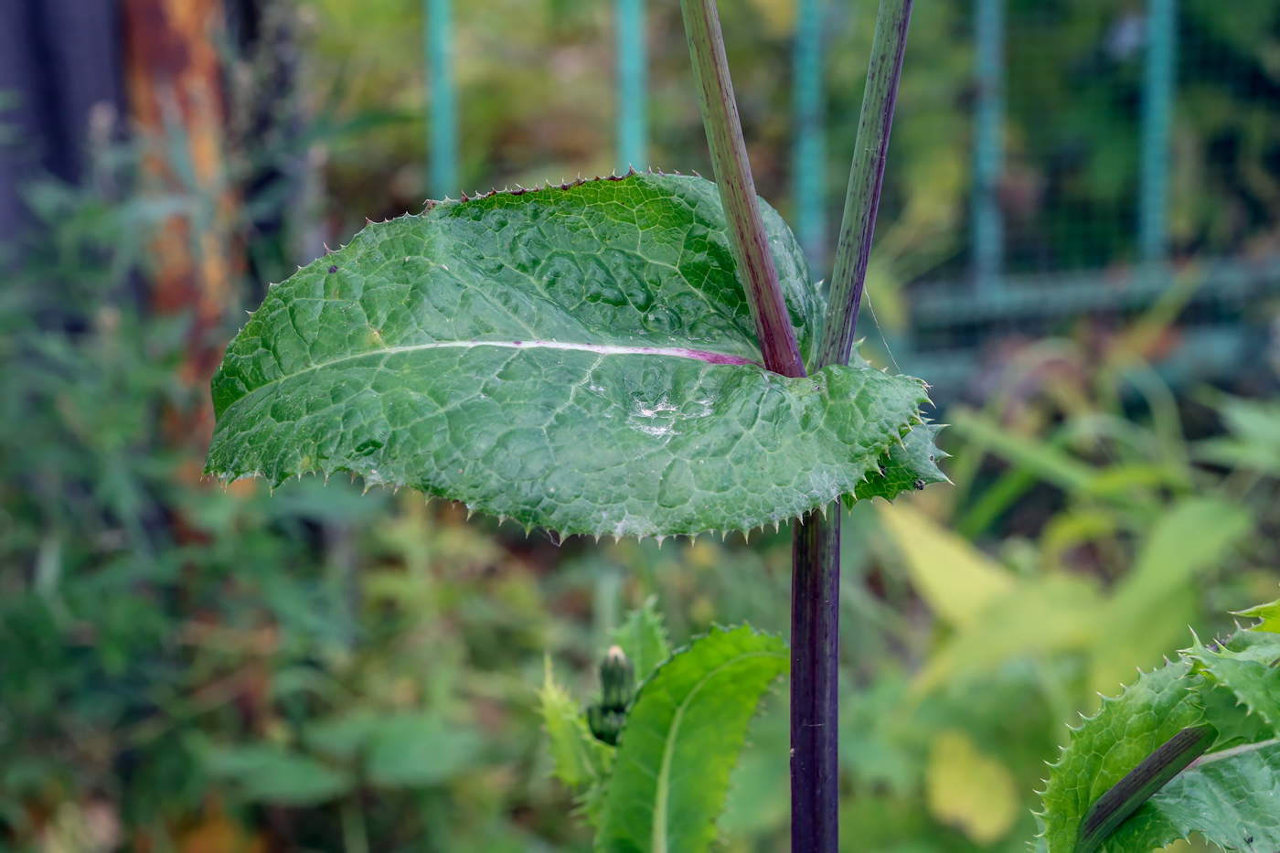 Image of Sonchus asper specimen.