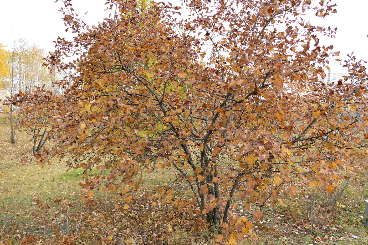 Image of Crataegus sanguinea specimen.