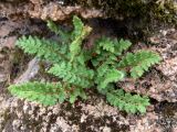 Woodsia calcarea. Взрослое растение. Красноярский край, окр. г. Красноярск, заповедник \"Столбы\", скала Такмак малый. 12.08.2018.