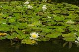 genus Nymphaea