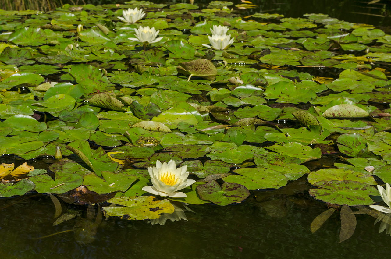 Image of genus Nymphaea specimen.