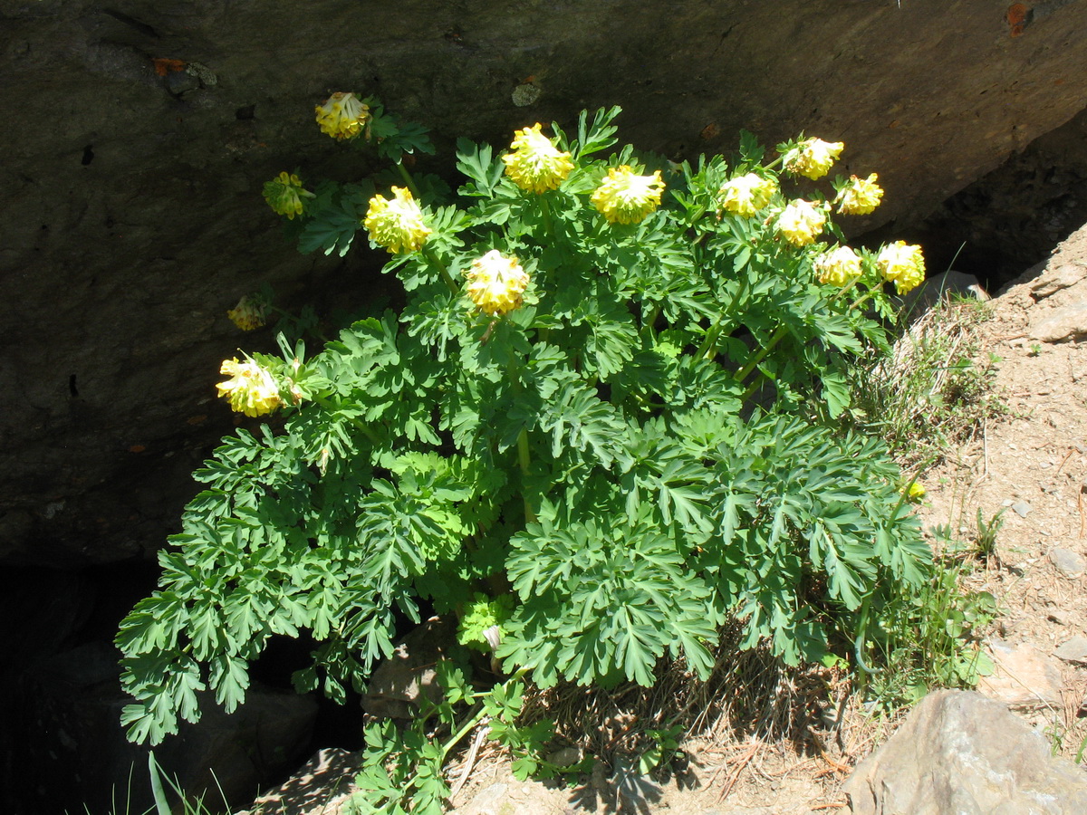 Image of Corydalis nobilis specimen.