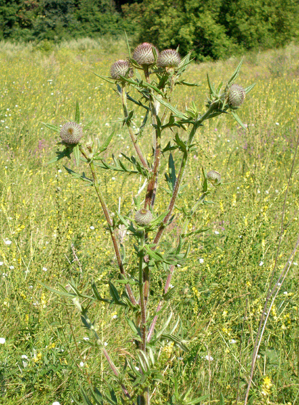 Изображение особи Cirsium polonicum.