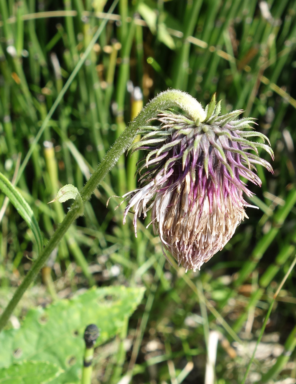 Image of Cirsium kamtschaticum specimen.