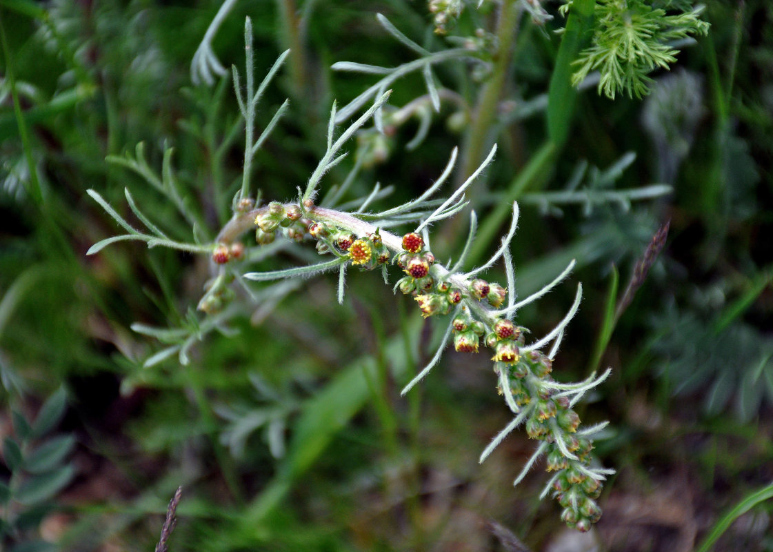 Image of genus Artemisia specimen.