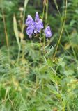 род Aconitum. Верхушка цветущего растения. Грузия, Душетский муниципалитет, правый берег р. Вулелаури в нижнем течении, ≈ 2000 м н.у.м., субальпийский луг. 02.08.2018.