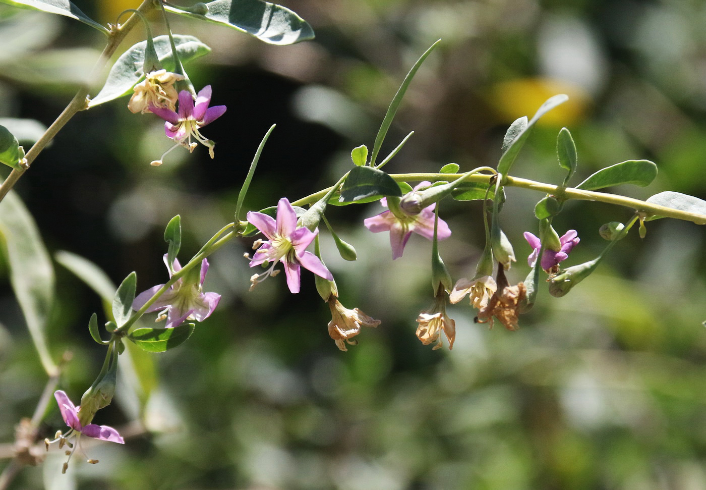 Image of Lycium barbarum specimen.