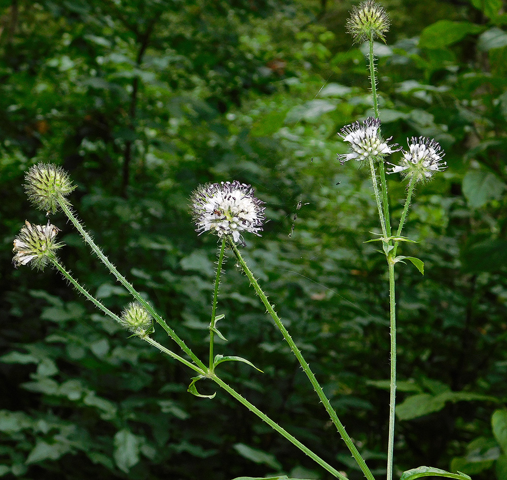 Image of Dipsacus pilosus specimen.