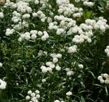 Achillea ptarmica var. multiplex