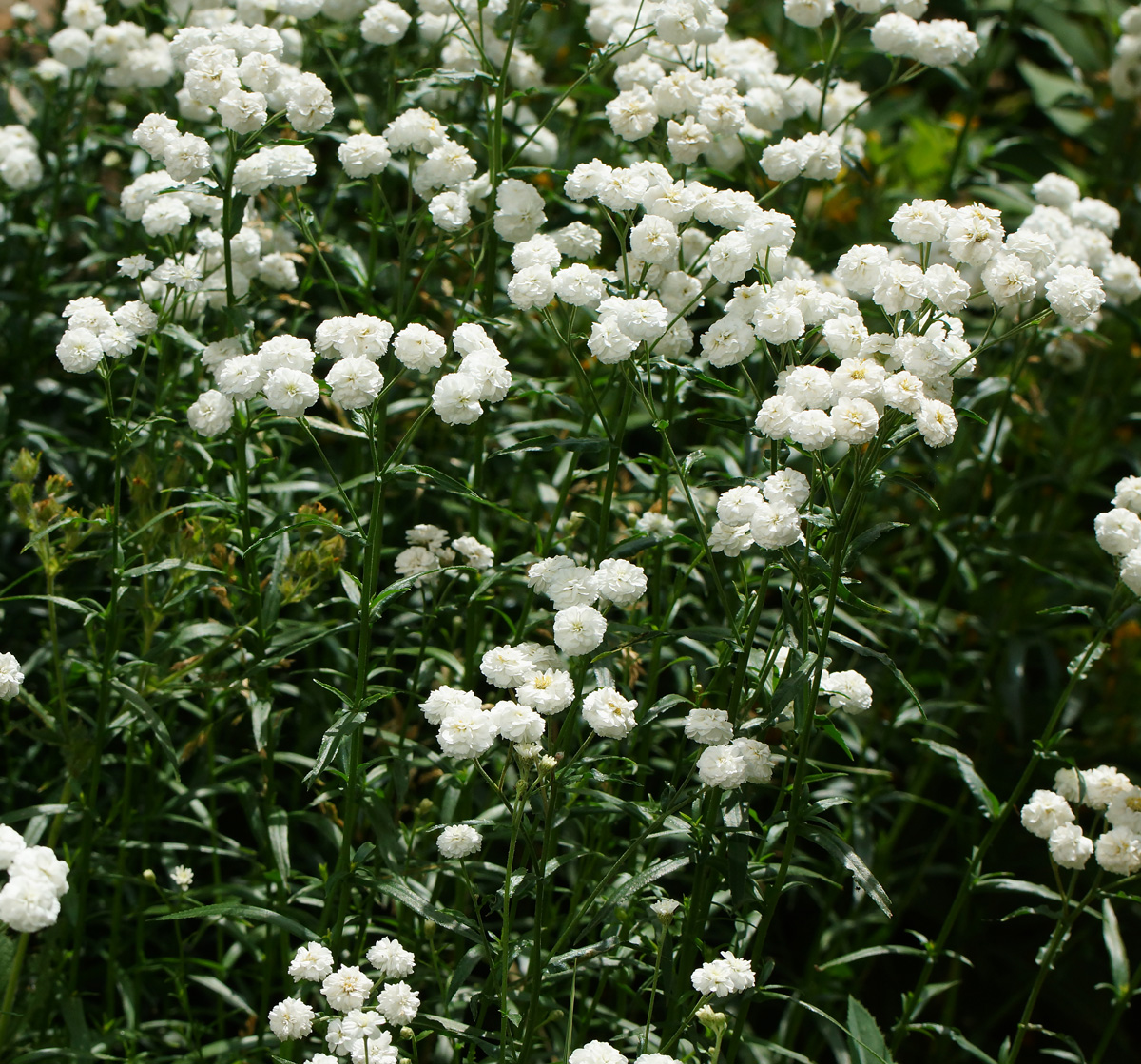 Image of Achillea ptarmica var. multiplex specimen.