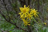 Ligularia narynensis