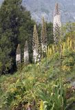 Eremurus robustus