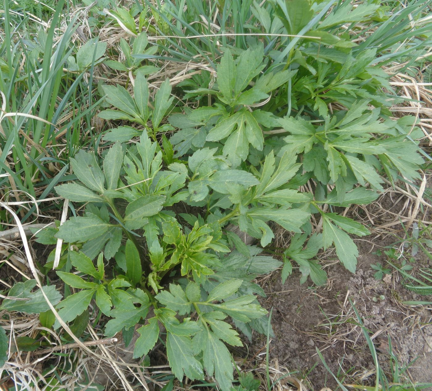 Image of Rudbeckia laciniata var. hortensia specimen.