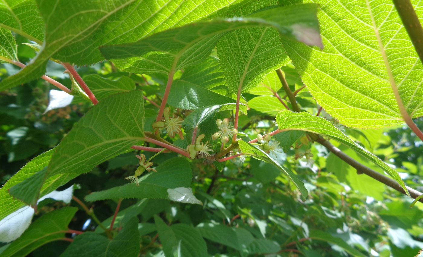 Изображение особи Actinidia kolomikta.